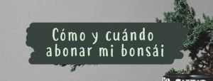 como cuando abonar bonsai
