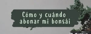 como cuando abonar bonsai