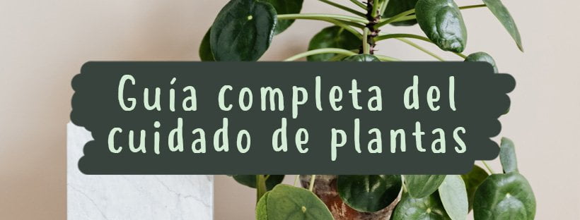 cuidado de plantas