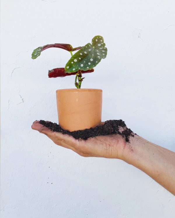mini-maceta-planta