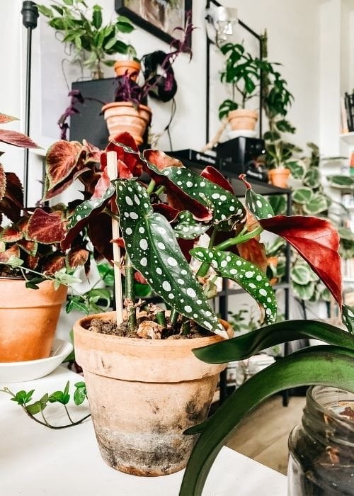 plantas de interior begonia maculata