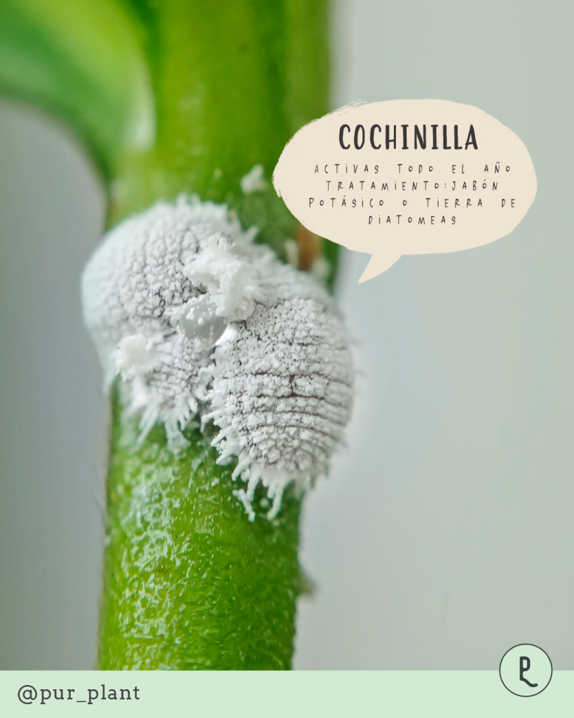 cochinilla