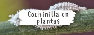 cochinilla-plantas