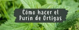 como-hacer-purin-ortigas