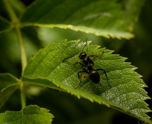 hormigas plaga planta