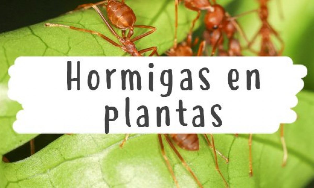 Ineficiente contar polla Hormigas en plantas - Plaga de Hormigas - Pur Plant