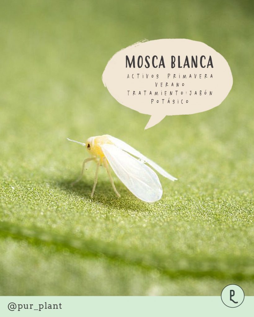 mosca-blanca