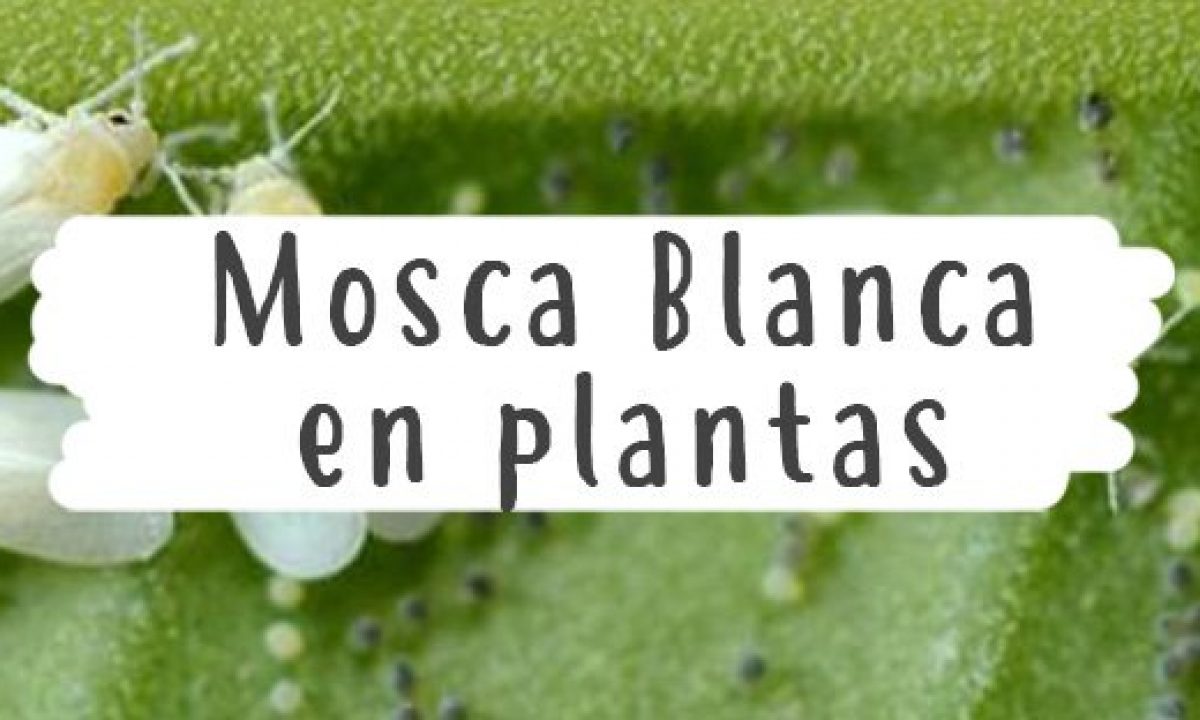 Meglepődtem eltávolítás központosítása moscas de las plantas Mérföldkő ...