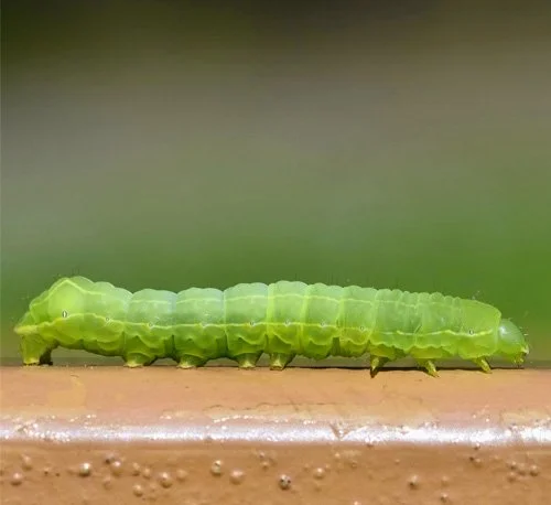 oruga-plusia-plantas