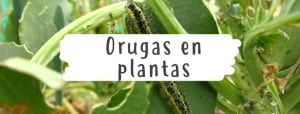 orugas-plantas