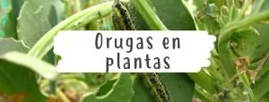 orugas-plantas