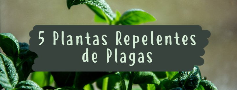 plantas-plagas