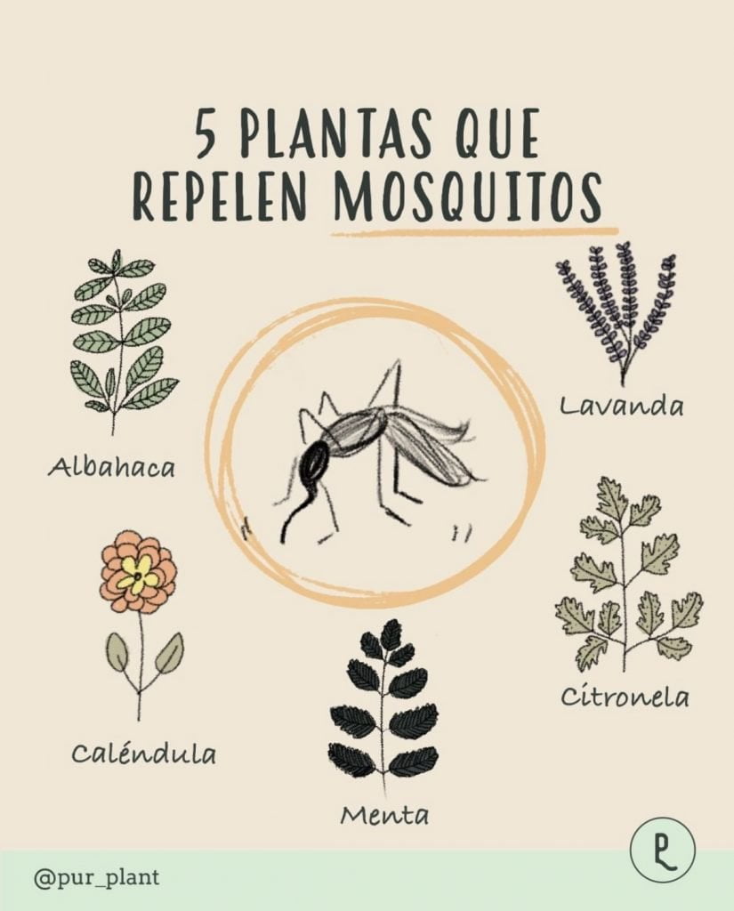 plantas-repelen-mosquitos