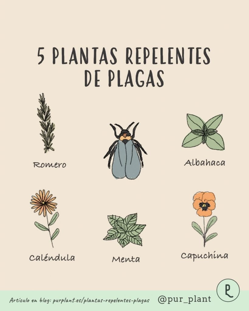 plantas-repelentes-plagas