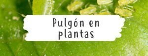 pulgon-plantas