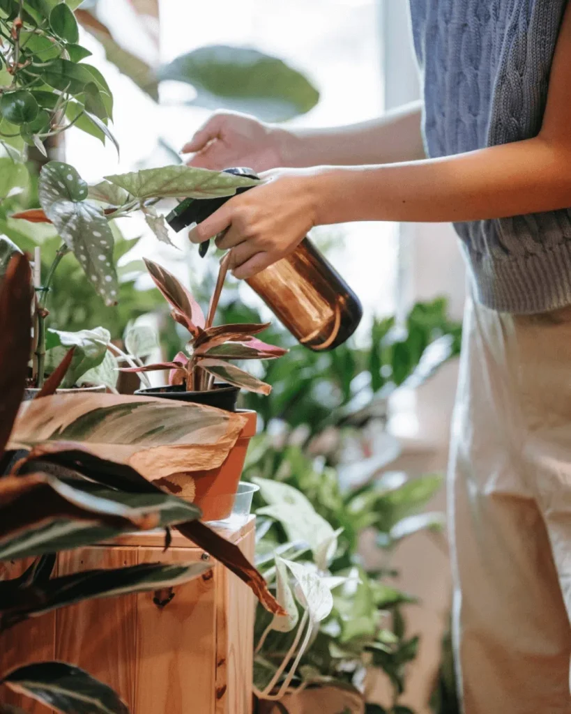 Todo lo que necesitas saber sobre pulverizar plantas - Pur Plant