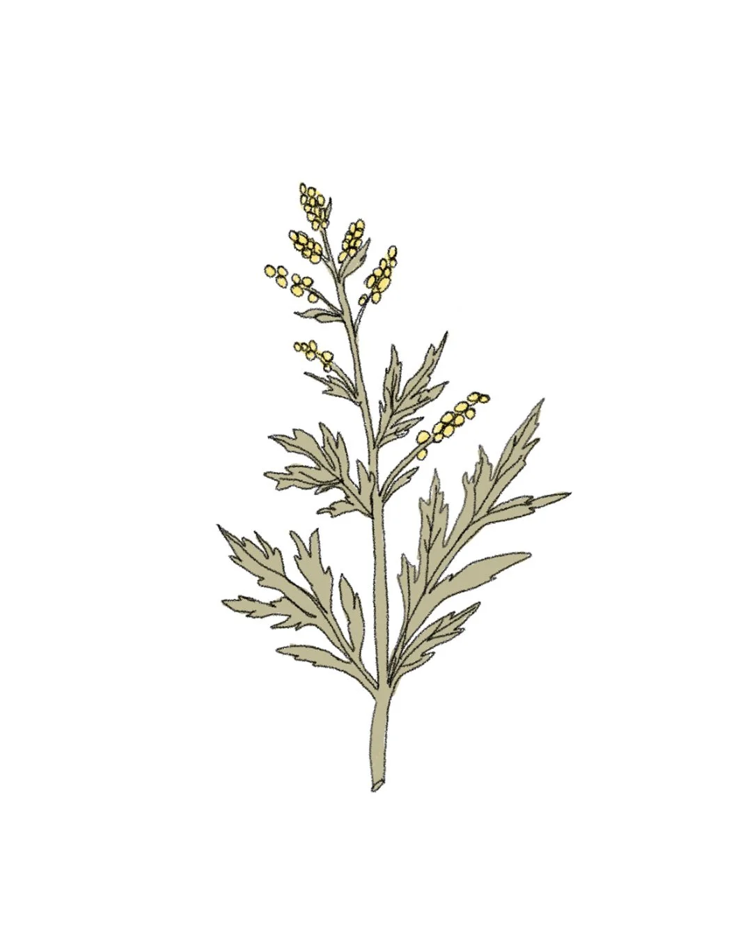Semillas de Artemisa Anual (Ajenjo Dulce)