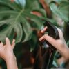 spray-ambar-plantas