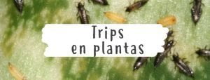 trips-plantas