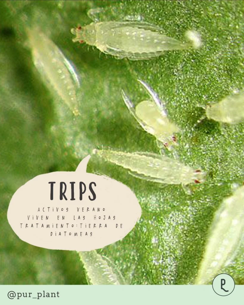 trips-plantas