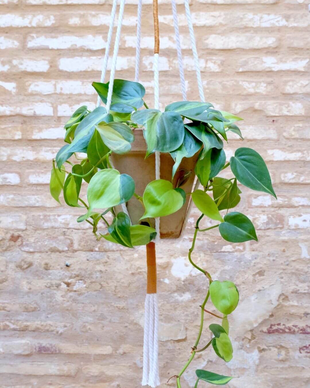 colgante-macrame-plantas-ocre
