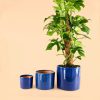 maceta-azul-marino-l-planta