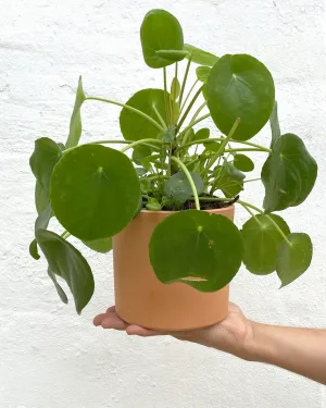 maceta-cilindro-terracota-17cm-planta