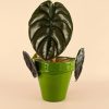 maceta-classic-verde-planta