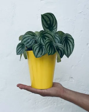 maceta-cono-amarillo-16cm-mano