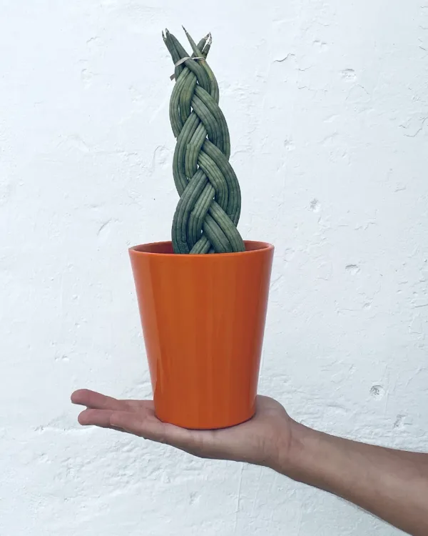 maceta-cono-naranja-planta-16cm