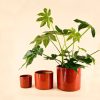 maceta-roja-l-planta