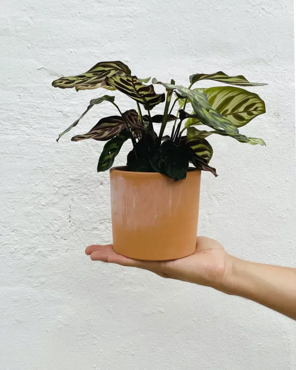 maceta-terracota-13cm-planta