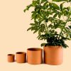 maceta-terracota-L-planta