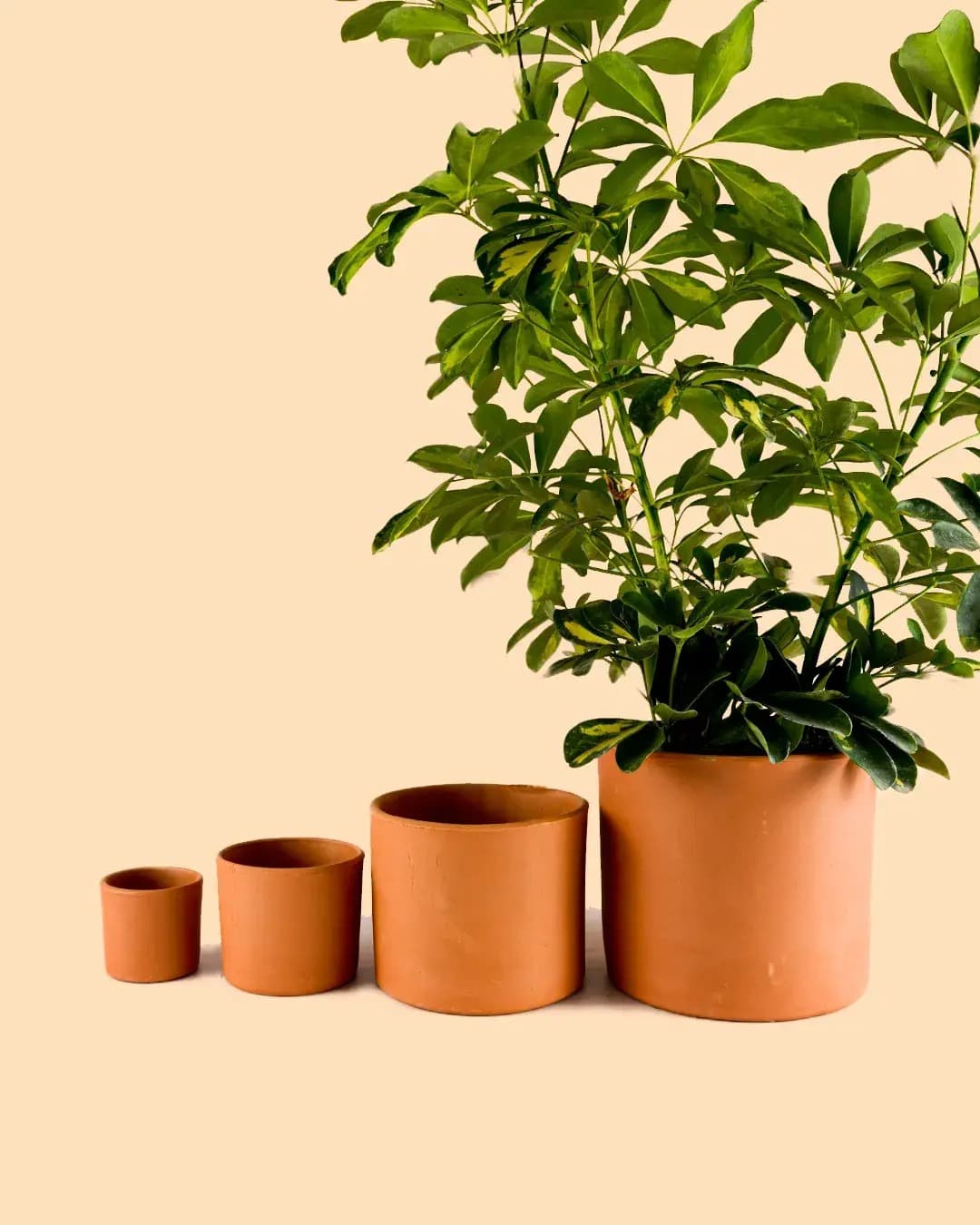 Macetas de terracota o de cerámica: ¿Qué es mejor para sus plantas de  interior?