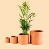 maceta-terracota-M-planta