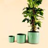 maceta-turquesa-l-planta