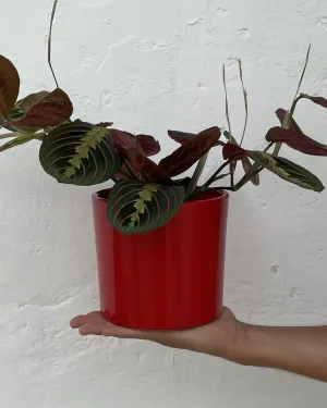 macetas-cilindro-rojo-planta-17cm