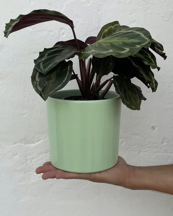 macetas-cilindro-verde-planta-17cm