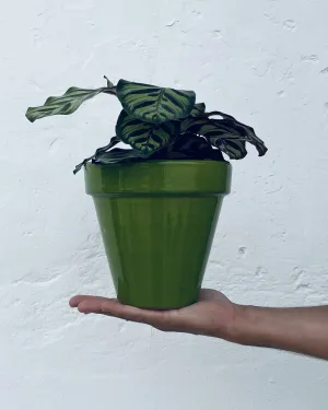 macetas-clasic-verde-planta-17cm
