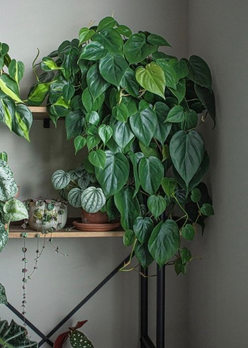 Philodendron planta