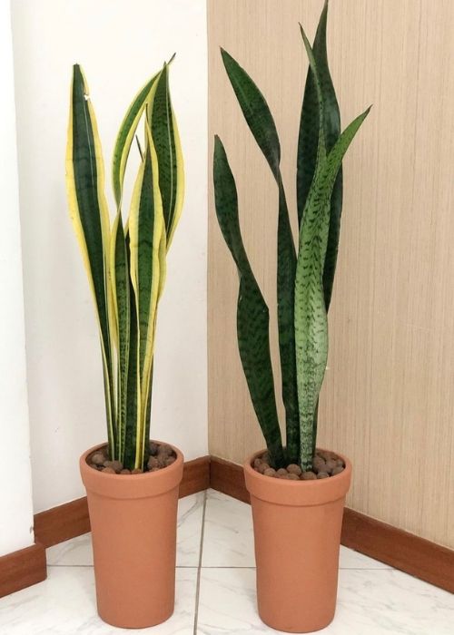 Sansevieria planta