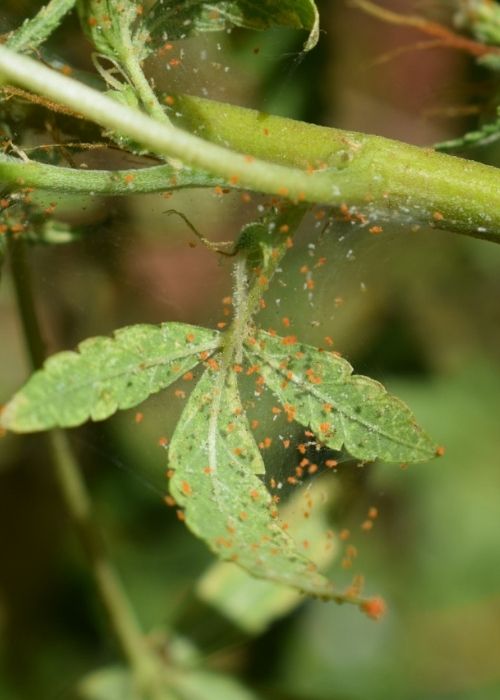 araña-roja-en-tomate