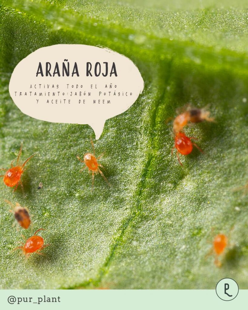 araña-roja-plaga