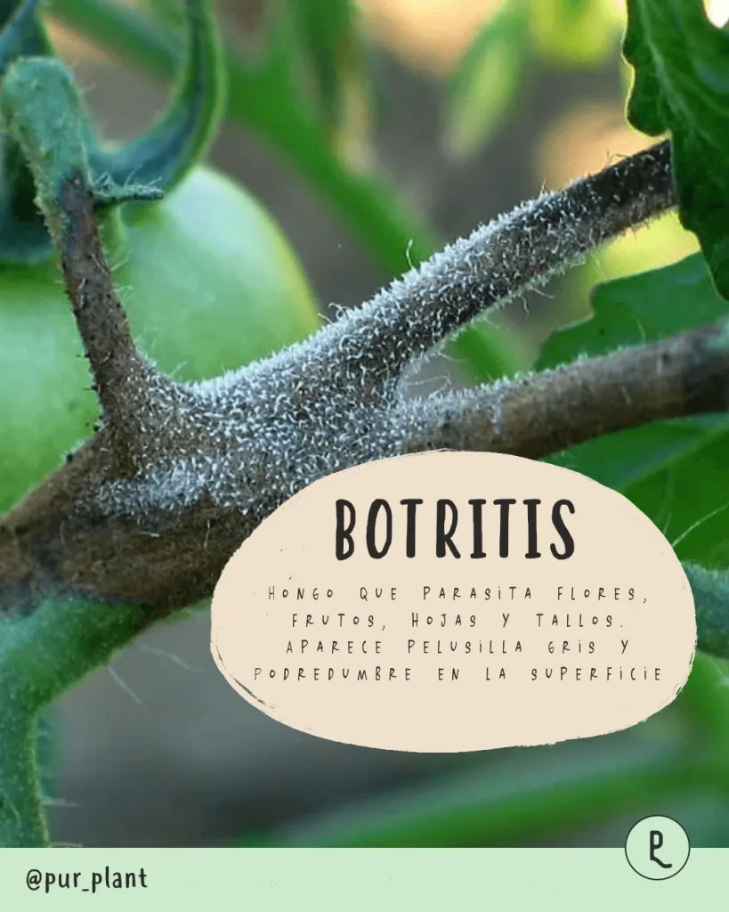 botrytis hongo planta