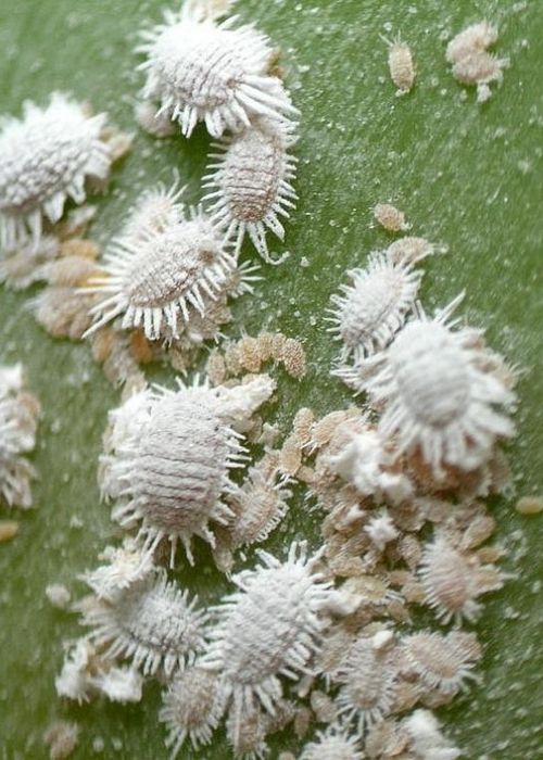cochinilla-.algodonosa-planta