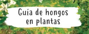 hongos-en-plantas