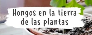 hongos-sustrato-plantas