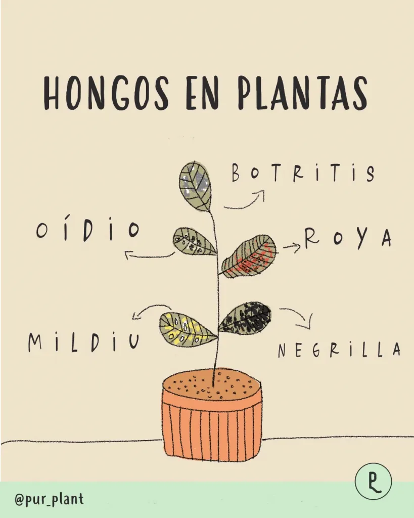hongos en plantas 