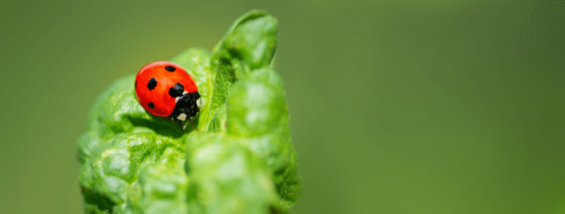 Insectos beneficiosos para plantas