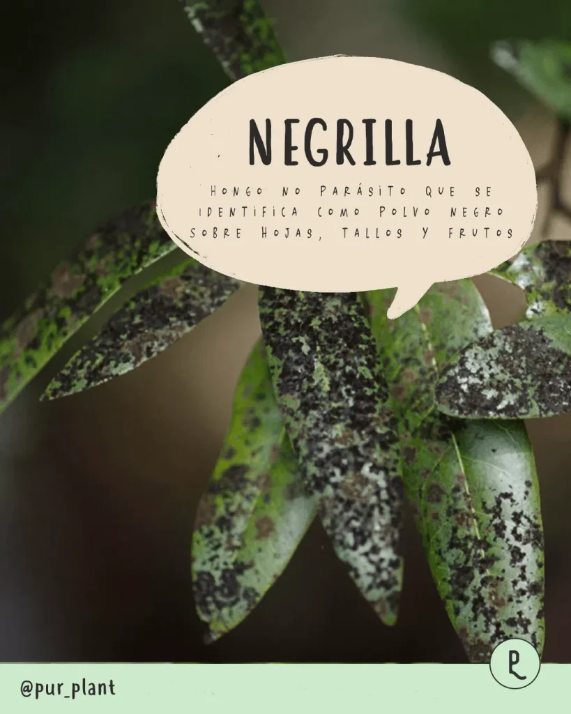 negrilla hongo planta